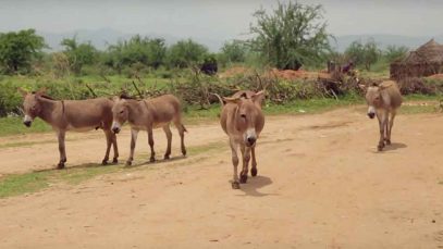 donkeys