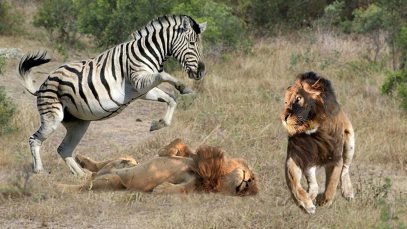 Why Do Animals Fear Of Zebra? Zebra Makes The Poor Face on Lion, Wild Dogs, Hyena, Crocodile